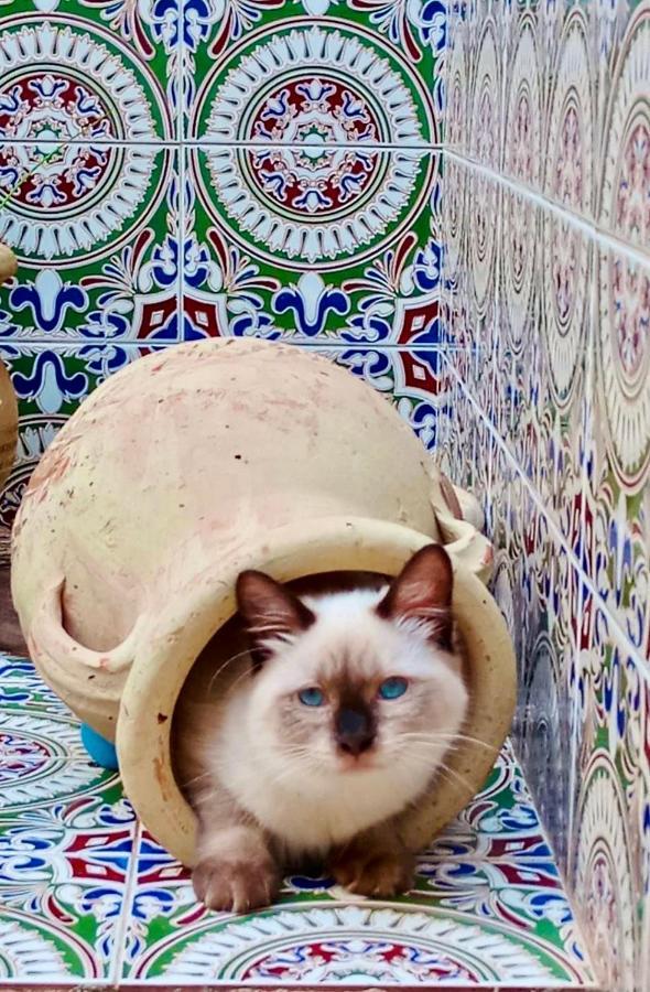 Araba Fenice Hotel San Vito Lo Capo Bagian luar foto